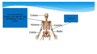 CARA ANTERIOR DEL
HOMBRO, DEL BRAZO, DEL
ANTEBRAZO Y DE LA
MANO
PLIEGUE
 