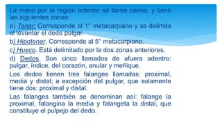 La mano por la región anterior se llama palma, y tiene
las siguientes zonas:
a) Tenar: Corresponde al 1° metacarpiano y se delimita
al levantar el dedo pulgar.
b) Hipotenar. Corresponde al 5° metacarpiano.
c) Hueco. Está delimitado por la dos zonas anteriores.
d) Dedos. Son cinco llamados de afuera adentro:
pulgar, índice, del corazón, anular y meñique.
Los dedos tienen tres falanges llamadas: proximal,
media y distal; a excepción del pulgar, que solamente
tiene dos: proximal y distal.
Las falanges también se denominan así: falange la
proximal, falangina la media y falangeta la distal, que
constituye el pulpejo del dedo.
 