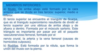 MIEMBROS INFERIORES.
a) Muslo. De arriba abajo está formado por la cara
anterior que se divide en tres tercios: superior, medio e
inferior.
El tercio superior se encuentra el triangulo de Scarpa,
que es el triangulo superointerno resultante de dividir el
tercio superior por una oblicua de arriba abajo y de
afuera a dentro. Formada por el músculo sartorio. Este
triángulo es importante por pasar por allí el paquete
vasculonervioso femoral, formado por el
nervio crural, la arteria y la vena femoral (causas de
homicidios culposos).
b) Rodillas. Está formada por la rótula, que forma la
unión del muslo con la pierna.
 