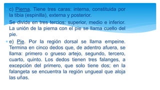  c) Pierna. Tiene tres caras: interna, constituida por
la tibia (espinilla), externa y posterior.
 Se divide en tres tercios: superior, medio e inferior.
La unión de la pierna con el pie se llama cuello del
pie.
 e) Pie. Por la región dorsal se llama empeine.
Termina en cinco dedos que, de adentro afuera, se
llama: primero o grueso artejo, segundo, tercero,
cuarto, quinto. Los dedos tienen tres falanges, a
excepción del primero, que solo tiene dos; en la
falangeta se encuentra la región ungueal que aloja
las uñas.
 