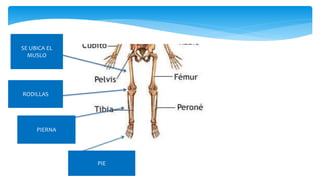 SE UBICA EL
MUSLO
RODILLAS
PIERNA
PIE
 