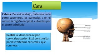 Cara
PosteriorCabeza: De arriba abajo, hallamos en la
parte superiores los parietales y en el
centro la región occipital, cubiertas por
el cuero cabelludo.
Cuello: Se denomina región
cervical posterior. Está constituida
por las vértebras cervicales, que
son siete.
 