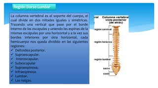 La columna vertebral es el soporte del cuerpo, el
cual divide en dos mitades iguales y simétricas.
Trazando una vertical que pase por el borde
interno de las escapulas y uniendo las espinas de la
mismas escápulas por una horizontal y a la vez sus
bordes inferiores por otra horizontal, cada
hemicuerpo nos queda dividido en las siguientes
regiones:
 Deltoidea posterior.
 Supraescapular.
 Interescapular.
 Subescapular
 Supraespinosa.
 Infraespinosa.
 Lumbar.
 Las nalgas.
Región Dorso Lumbar
 