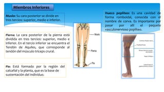 Miembros Inferiores
Muslo: Su cara posterior se divide en
tres tercios: superior, medio e inferior.
Hueco poplíteo: Es una cavidad de
forma romboidal, conocida con el
nombre de corva. Es importante por
pasar por allí el paquete
vasculonervioso poplíteo.
Pierna: La cara posterior de la pierna está
dividida en tres tercios: superior, medio e
inferior. En el tercio inferior se encuentra el
Tendón de Aquiles, que corresponde al
tendón del músculo tríceps crural.
Pie: Está formado por la región del
calcañal y la planta, que es la base de
sustentación del individuo.
 
