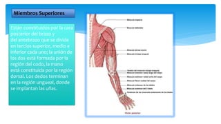 Miembros Superiores
Están constituidos por la cara
posterior del brazo y
del antebrazo que se divide
en tercios superior, medio e
inferior cada uno; la unión de
los dos está formada por la
región del codo, la mano
está constituida por la región
dorsal. Los dedos terminan
en la región ungueal, donde
se implantan las uñas.
 