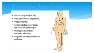 Posición Anatómica
 