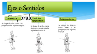 Ejes o Sentidos
CorporalesTransversal
Se dirige de lado a lado y es
perpendicular al plano sagital.
Vertical o
longitudinal
Anteroposterior
Se dirige de arriba hacia
abajo y es perpendicular
al plano horizontal.
Se dirige de delante
hacia atrás y es
perpendicular al plano
frontal.
 