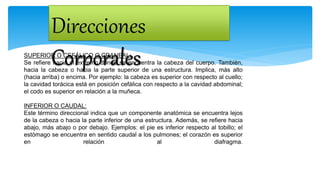 Direcciones
CorporalesSUPERIOR O CEFÁLICO O CRANEAL:
Se refiere hacia el extremo donde se encuentra la cabeza del cuerpo. También,
hacia la cabeza o hacia la parte superior de una estructura. Implica, más alto
(hacia arriba) o encima. Por ejemplo: la cabeza es superior con respecto al cuello;
la cavidad torácica está en posición cefálica con respecto a la cavidad abdominal;
el codo es superior en relación a la muñeca.
INFERIOR O CAUDAL:
Este término direccional indica que un componente anatómica se encuentra lejos
de la cabeza o hacia la parte inferior de una estructura. Además, se refiere hacia
abajo, más abajo o por debajo. Ejemplos: el pie es inferior respecto al tobillo; el
estómago se encuentra en sentido caudal a los pulmones; el corazón es superior
en relación al diafragma.
 