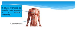 la cavidad torácica es
superior con respecto
a la cavidad
abdominal
( cavidad abdominal )
 