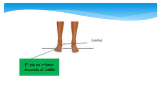 El pie es inferior
respecto al tobillo
(tobillo)
 