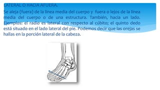 LATERAL O HACIA AFUERA.
Se aleja (fuera) de la línea media del cuerpo y fuera o lejos de la línea
media del cuerpo o de una estructura. También, hacia un lado.
Ejemplos: el radio es lateral con respecto al cúbito; el quinto dedo
está situado en el lado lateral del pie. Podemos decir que las orejas se
hallas en la porción lateral de la cabeza.
 