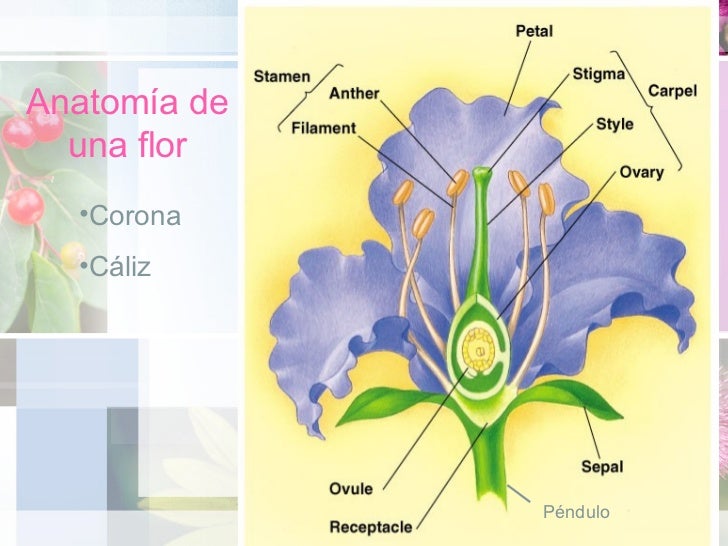 Resultado de imagen de anatomia vegetal