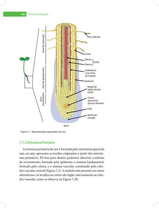 Anatomia-Vegetal.pdf
