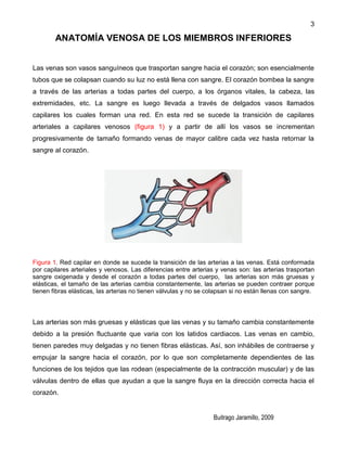 Anatomia venosa-de-los-miembros-inferiores | PDF