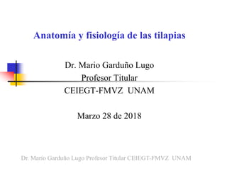 Anatomía y fisiología de las tilapias
Dr. Mario Garduño Lugo
Profesor Titular
CEIEGT-FMVZ UNAM
Marzo 28 de 2018
Dr. Mario Garduño Lugo Profesor Titular CEIEGT-FMVZ UNAM
 