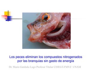Los peces eliminan los compuestos nitrogenados
por las branquias sin gasto de energía
Dr. Mario Garduño Lugo Profesor Titu...