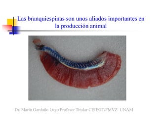 Las branquiespinas son unos aliados importantes en
la producción animal
Dr. Mario Garduño Lugo Profesor Titular CEIEGT-FMV...