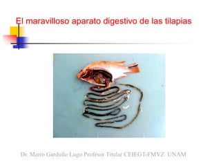 El maravilloso aparato digestivo de las tilapias
Dr. Mario Garduño Lugo Profesor Titular CEIEGT-FMVZ UNAM
 