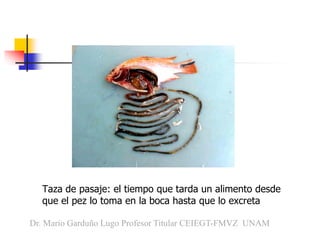 Taza de pasaje: el tiempo que tarda un alimento desde
que el pez lo toma en la boca hasta que lo excreta
Dr. Mario Garduño...