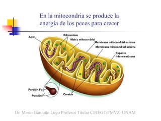 En la mitocondria se produce la
energía de los peces para crecer
Dr. Mario Garduño Lugo Profesor Titular CEIEGT-FMVZ UNAM
 