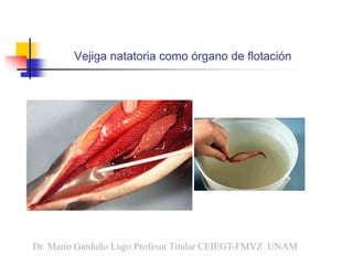 Vejiga natatoria como órgano de flotación
Dr. Mario Garduño Lugo Profesor Titular CEIEGT-FMVZ UNAM
 