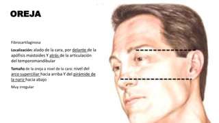 OREJA
• Fibrocartilaginosa
• Localización: alado de la cara, por delante de la
apófisis mastoides Y atrás de la articulación
del temporomandibular
• Tamaño de la oreja a nivel de la cara: nivel del
arco superciliar hacia arriba Y del pirámide de
la nariz hacia abajo
• Muy irregular
 