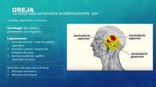 OREJALa oreja esta compuesta anatómicamente por :
• Cartílago, ligamentos y músculos
Cartílago: tipo elástico,
pobremente con irrigación,
Ligamentos:
1. Auricular anterior- oreja ala apófisis
cigomática
2. Auricular superior: escama del
temporal ala oreja
3. Auricular posterior- apófisis
mastoides ala oreja
Músculos: inervados por el N.facial
1. Músculos intrínsecos
2. Músculos extrínsecos
 