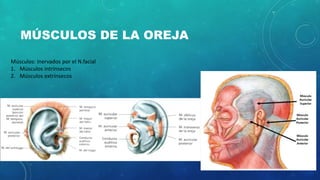 MÚSCULOS DE LA OREJA
Músculos: inervados por el N.facial
1. Músculos intrínsecos
2. Músculos extrínsecos
 