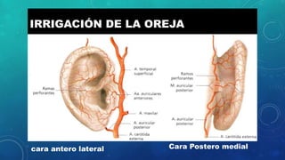 IRRIGACIÓN DE LA OREJA
cara antero lateral Cara Postero medial
 