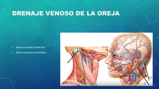 DRENAJE VENOSO DE LA OREJA
• Vena auricular posterior
• Vena emisaria mastoides
 