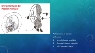 Parte anterior de la oreja:
Linfonodos
1. preodiculares o parotidios
2. Retroauriculares o mastoides
3. Infra o sub auriculares
 