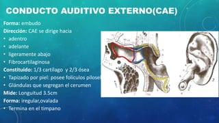 CONDUCTO AUDITIVO EXTERNO(CAE)
Forma: embudo
Dirección: CAE se dirige hacia
• adentro
• adelante
• ligeramente abajo
• Fibrocartilaginosa
Constituido: 1/3 cartílago y 2/3 ósea
• Tapizado por piel: posee folículos pilosebaceos
• Glándulas que segregan el cerumen
Mide: Longuitud 3.5cm
Forma: iregular,ovalada
• Termina en el timpano
 