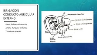 IRRIGACIÓN
CONDUCTO AURICULAR
EXTERNO
• Rama de la arteria maxilar
• Arteria Auricular profunda
• Timpánica anterior
 
