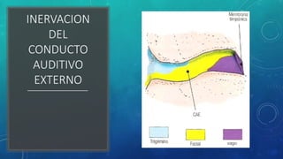 INERVACION
DEL
CONDUCTO
AUDITIVO
EXTERNO
 