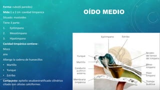 OÍDO MEDIO
Forma: cubo(6 paredes)
Mide:1 a 2 cm :cavidad timpanica
Situado: mastoides
Tiene 3 parte:
1. Epitimpano
2. Mesotimpano
3. Hipotimpano
Cavidad timpánica contiene :
Moco
aire
Alberga la cadena de huesecillos
• Martillo
• Yunque
• Estribo
Compuesto: epitelio seudoestratificado cilíndrico
ciliado con células caliciformes
 