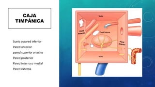 CAJA
TIMPÁNICA
• Suelo o pared inferior
• Pared anterior
• pared superior o techo
• Pared posterior
• Pared interna o medial
• Pared externa
 