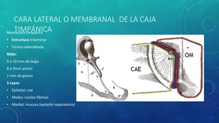 CARA LATERAL O MEMBRANAL DE LA CAJA
TIMPÁNICAMembrana timpánica
• Estructura trilaminar
• Forma redondeada
Mide:
9 a 10 mm de largo
8 a 9mm ancho
1 mm de grosor
3 capas
• Epitelial: cae
• Media: núcleo fibroso
• Medial: mucosa (epitelio respiratorio)
 