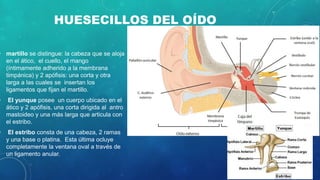 HUESECILLOS DEL OÍDO
• martillo se distingue: la cabeza que se aloja
en el ático, el cuello, el mango
(íntimamente adherido a la membrana
timpánica) y 2 apófisis: una corta y otra
larga a las cuales se insertan los
ligamentos que fijan el martillo.
• El yunque posee un cuerpo ubicado en el
ático y 2 apófisis, una corta dirigida al antro
mastoideo y una más larga que articula con
el estribo.
• El estribo consta de una cabeza, 2 ramas
y una base o platina. Esta última ocluye
completamente la ventana oval a través de
un ligamento anular.
 