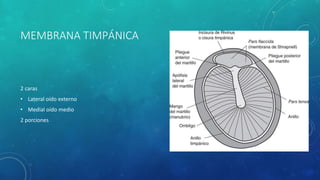 MEMBRANA TIMPÁNICA
2 caras
• Lateral oído externo
• Medial oído medio
2 porciones
 