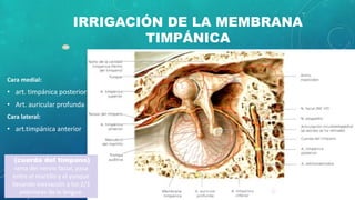IRRIGACIÓN DE LA MEMBRANA
TIMPÁNICA
Cara medial:
• art. timpánica posterior
• Art. auricular profunda
Cara lateral:
• art.timpánica anterior
(cuerda del tímpano)
rama del nervio facial, pasa
entre el martillo y el yunque
llevando inervación a los 2/3
anteriores de la lengua.
 