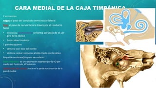 CARA MEDIAL DE LA CAJA TIMPÁNICA
2 eminencias:
negro al paso del conducto semicircular lateral
Rojo al paso de nervio facial a través por el conducto
facial
• Eminencia: promontorio se forma por atrás de el 1er
giro de la cóclea
• Surco: plexo timpánico
2 grandes agujeros
• Ventana oval: base del estribo
• Ventana coclear :comunica al oído medio con la cóclea
Pequeña membrana(tímpano secundario)
Seno timpánico: es una depresión separado por la VO por
medio del Pontículo, VC subículo
Apófisis pico de cuchara: nace en la parte mas anterior de la
pared medial
 