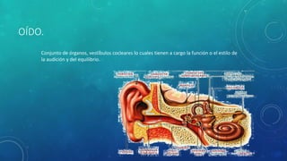 OÍDO.
Conjunto de órganos, vestíbulos cocleares lo cuales tienen a cargo la función o el estilo de
la audición y del equilibrio.
 