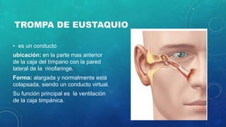 TROMPA DE EUSTAQUIO
• es un conducto
ubicación: en la parte mas anterior
de la caja del tímpano con la pared
lateral de la rinofaringe.
Forma: alargada y normalmente está
colapsada, siendo un conducto virtual.
Su función principal es la ventilación
de la caja timpánica.
 