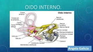 OIDO INTERNO.
Angela Galicia
 