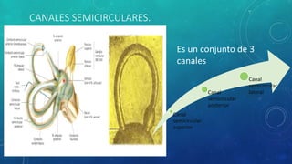 CANALES SEMICIRCULARES.
Es un conjunto de 3
canales
Canal
semicircular
superior
Canal
semicircular
posterior
Canal
semicircular
lateral
 