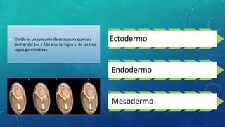 • El oído es un conjunto de estructura que va a
derivar del 1er y 2do arco faríngeo y de las tres
capas germinativas.
Ectodermo
Endodermo
Mesodermo
 