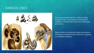 CARACOL OSEO
Estructura enrollada que da 2 vueltas y media
formando sobre un eje central conocida como
modiolo o columela esta cóclea esta conformada
por el cono.
Tanto el techo y el suelo del corazón se encuentra
formada por la lamina de los contornos y se forma
un verdadero conducto.
 