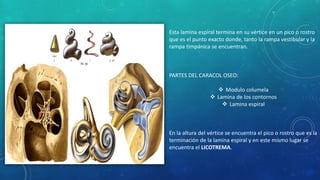 Esta lamina espiral termina en su vértice en un pico o rostro
que es el punto exacto donde, tanto la rampa vestibular y la
rampa timpánica se encuentran.
PARTES DEL CARACOL OSEO:
 Modulo columela
 Lamina de los contornos
 Lamina espiral
En la altura del vértice se encuentra el pico o rostro que es la
terminación de la lamina espiral y en este mismo lugar se
encuentra el LICOTREMA.
 