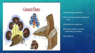  Modiologo columela
 Conductos espirales de Rosell
– Hall
 Lamina de contorneo
 Lamina espiral y vénula
perforata por dentro.
 Licotrema.
 