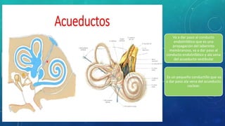 ACUEDUCTOS
El oído interno consta de dos
acueductos
El acueducto del vestíbulo
Va a dar paso al conducto
endolinfático que es una
propagación del laberinto
membranoso, va a dar paso al
conducto endolinfático y ala vena
del acueducto vestibular
El acueducto coclear
Es un pequeño conductillo que va
a dar paso ala vena del acueducto
coclear.
 